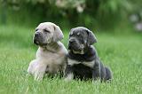CANE CORSO 1027